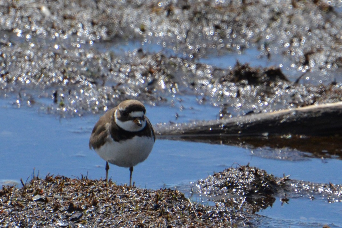 Semipalmated Plover - Ted Armstrong