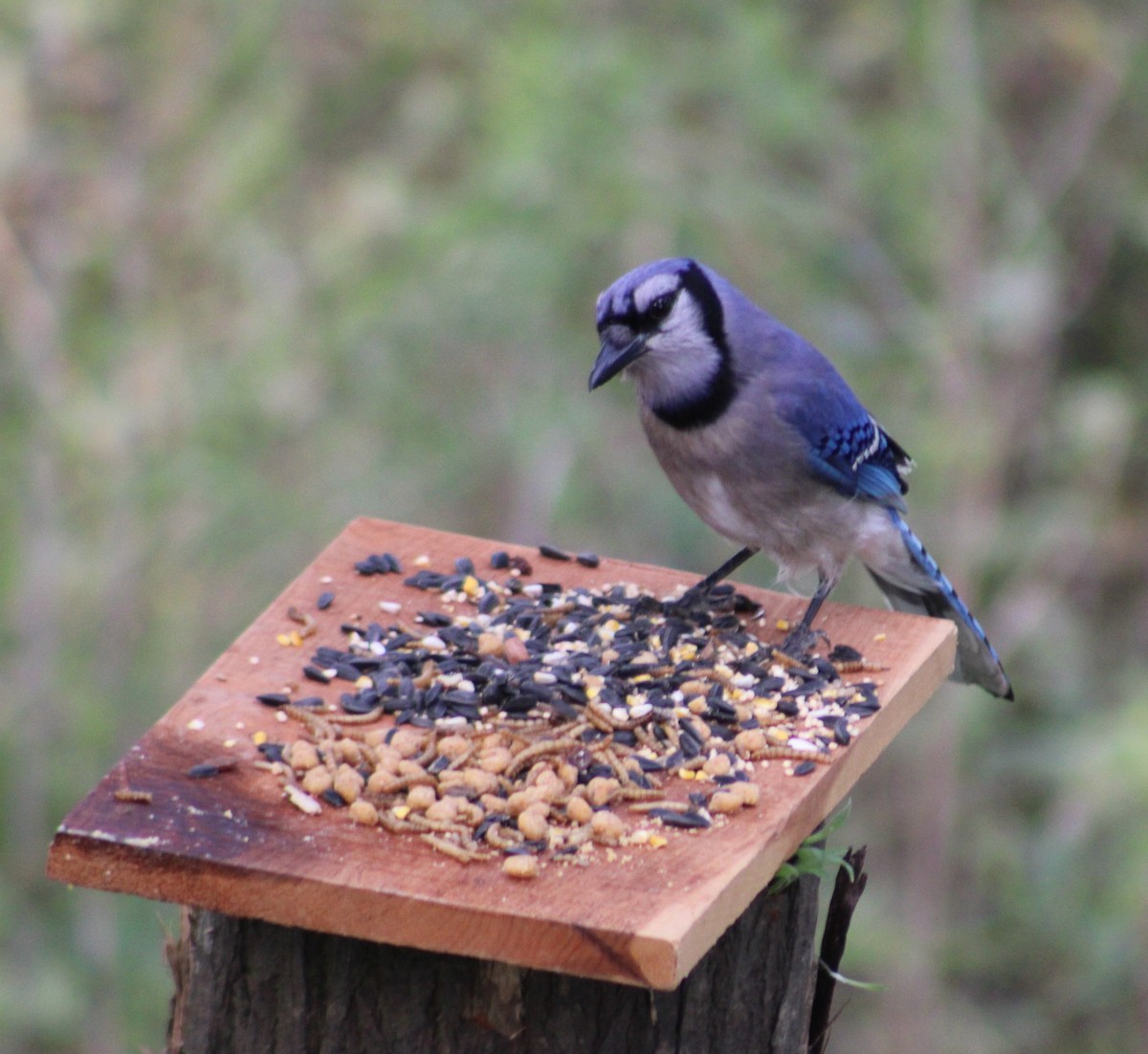 Blue Jay - Ezra Garber