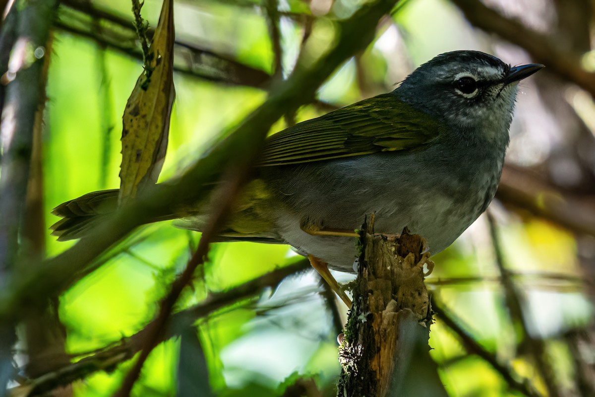 Olivflanken-Waldsänger - ML619512126