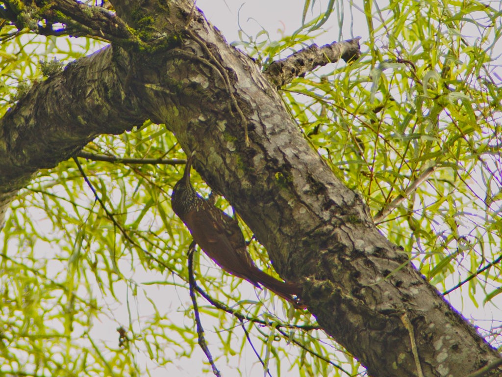 Montane Woodcreeper - carlos riaga