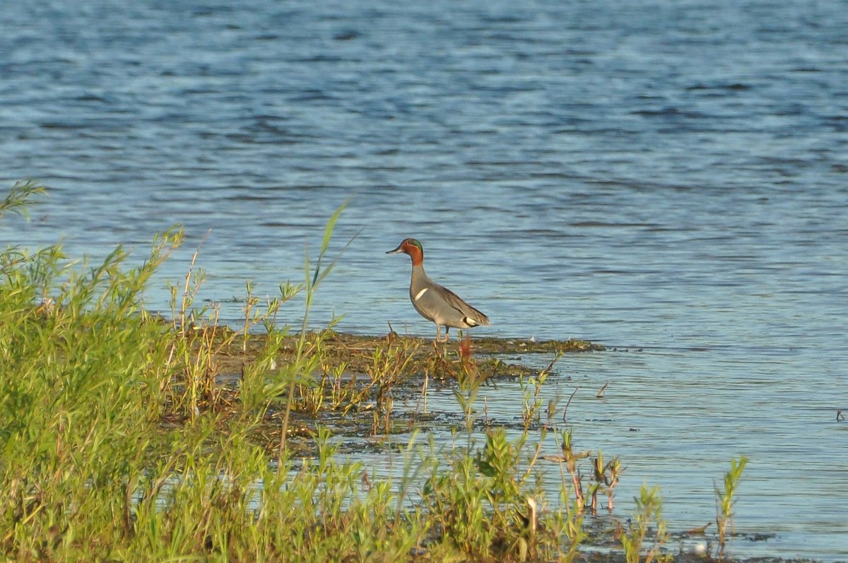 Green-winged Teal - Sam Collins