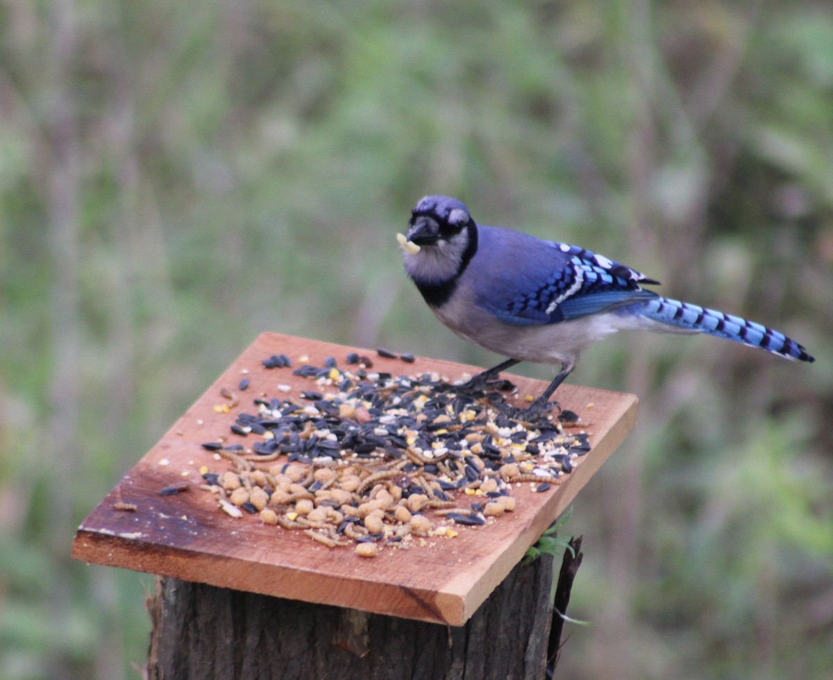 Blue Jay - Ezra Garber