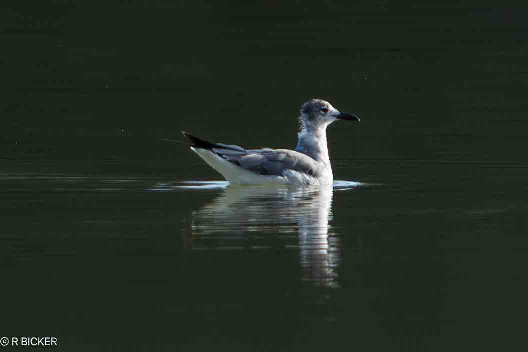 Gaviota Guanaguanare - ML619512132