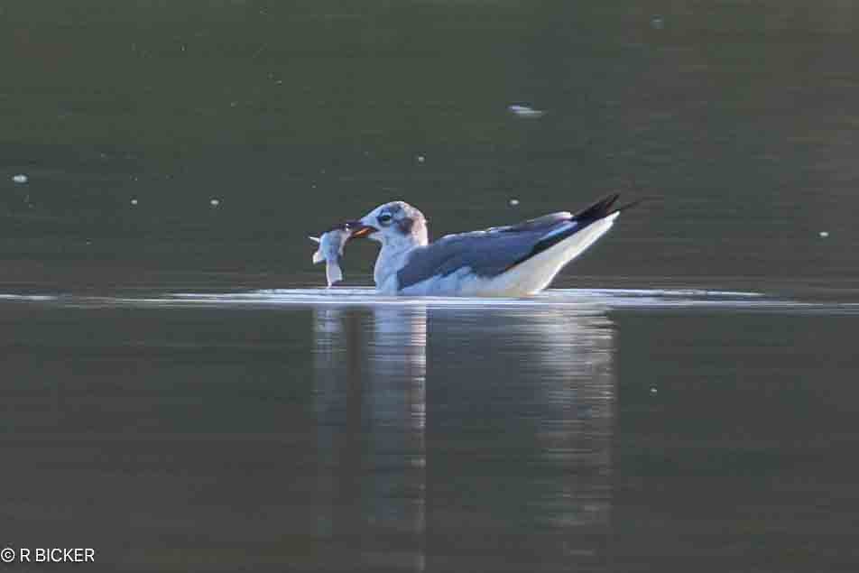 Laughing Gull - Rebecca Bicker