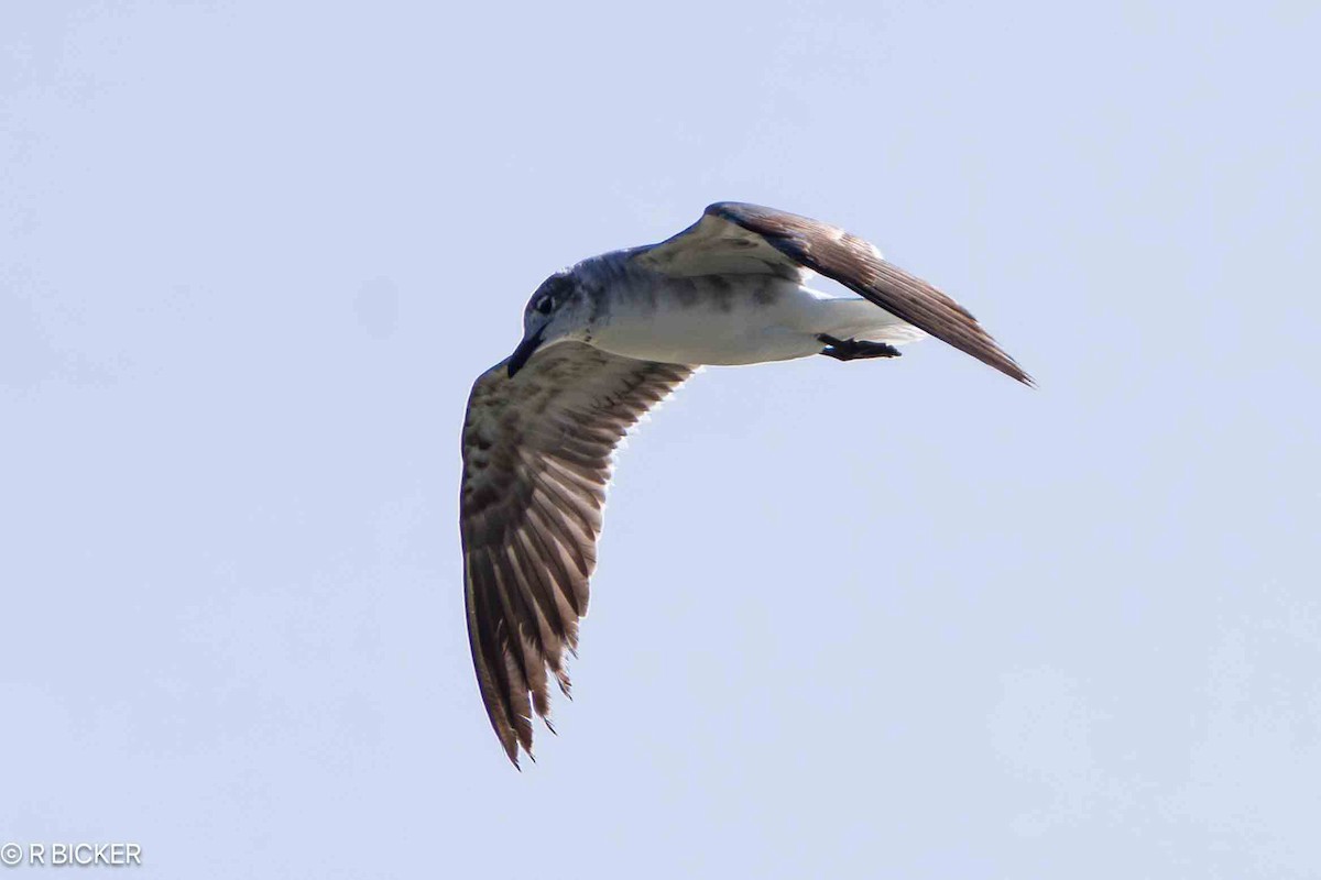 Laughing Gull - Rebecca Bicker