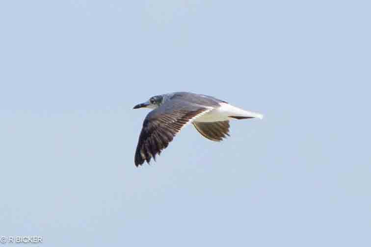 Laughing Gull - Rebecca Bicker