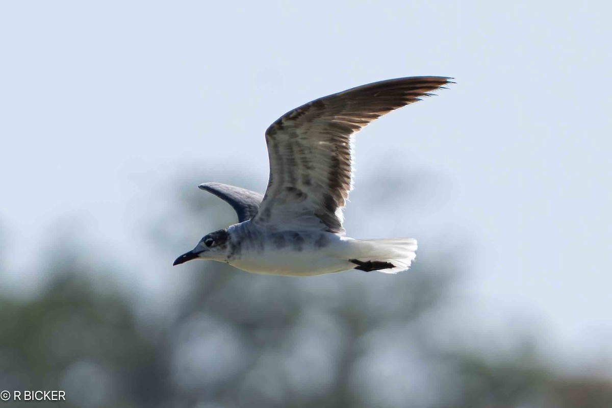 Laughing Gull - Rebecca Bicker