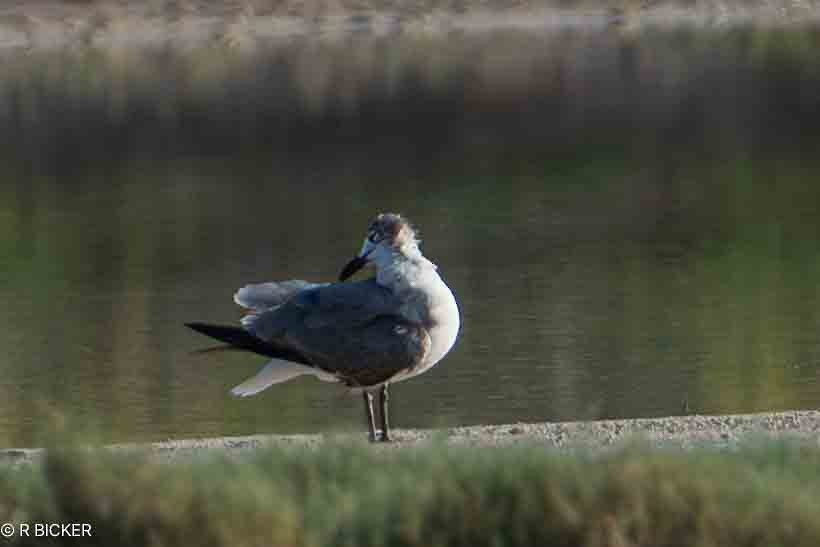 Laughing Gull - Rebecca Bicker