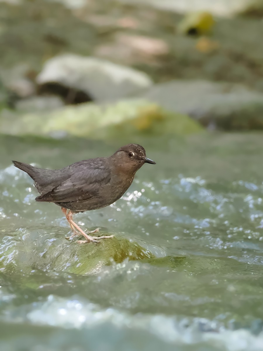 American Dipper - Peter Nguyen