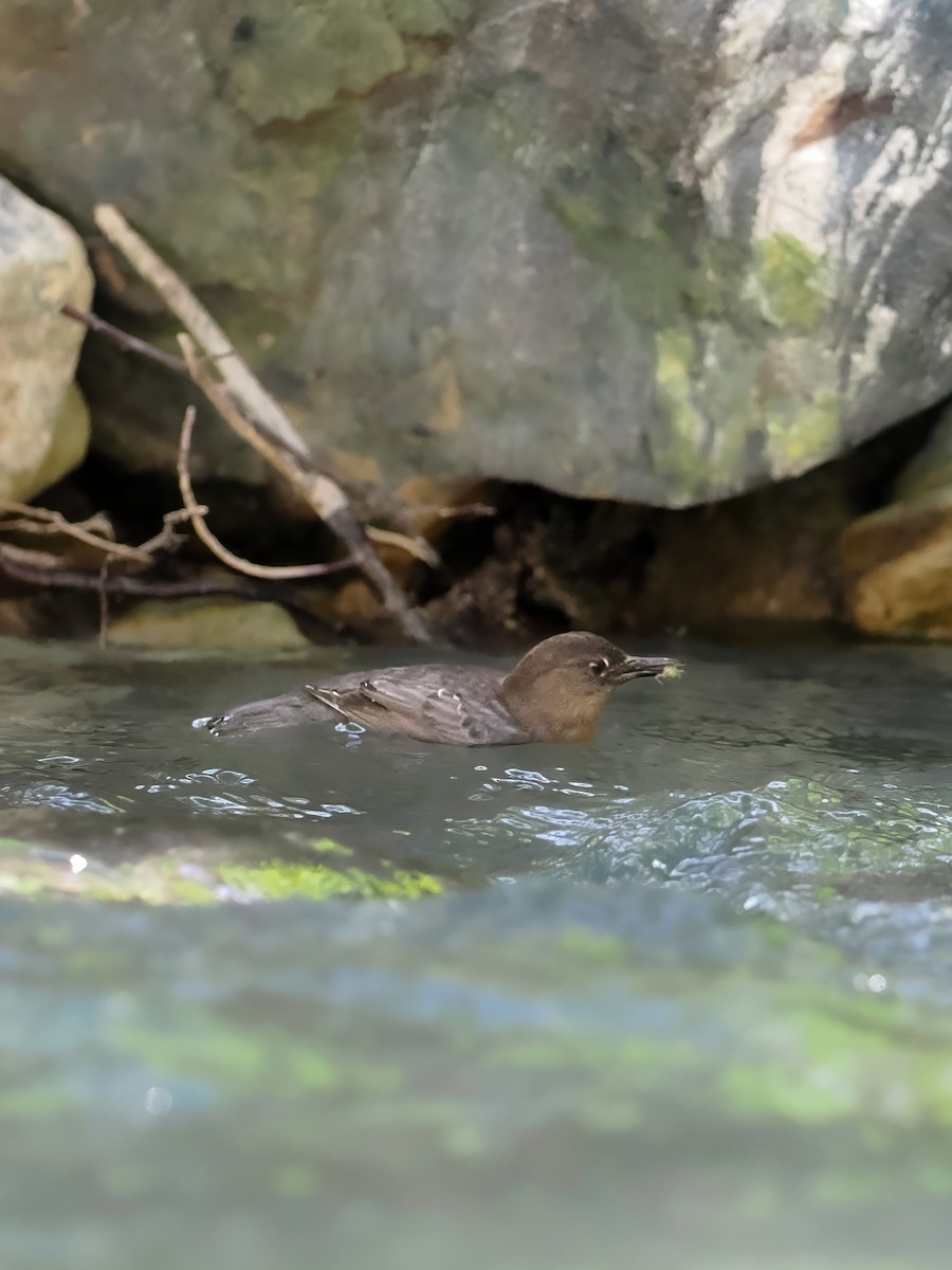 American Dipper - Peter Nguyen