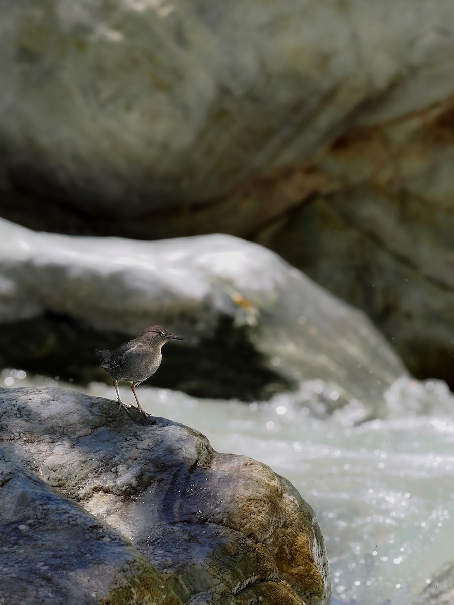 American Dipper - Peter Nguyen