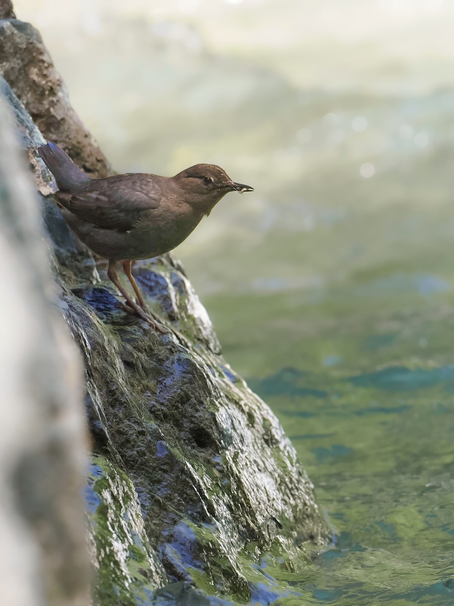 American Dipper - Peter Nguyen