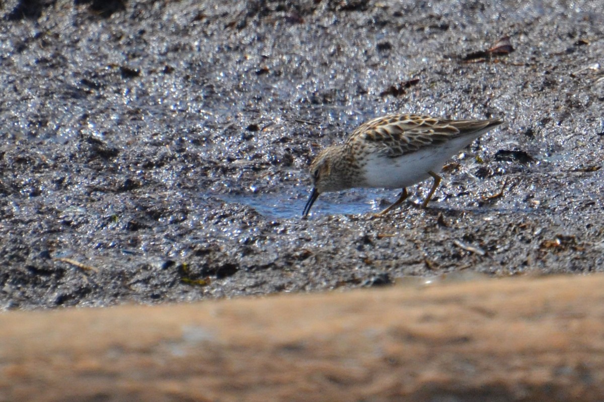 Least Sandpiper - Ted Armstrong