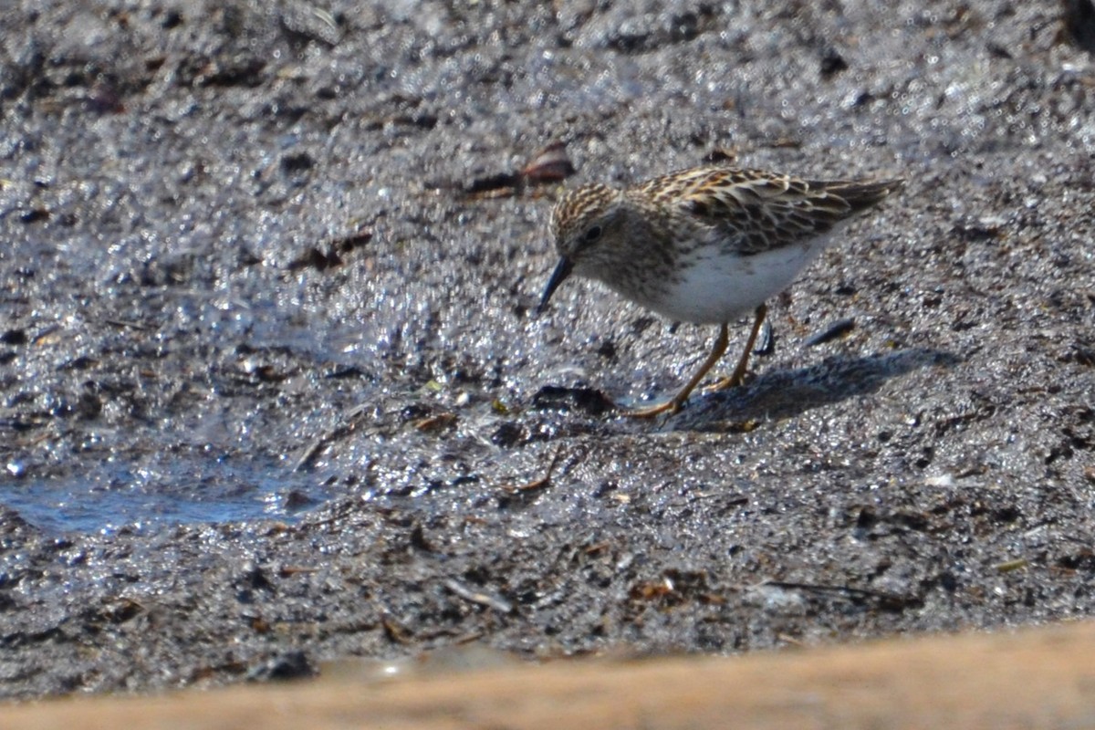 Least Sandpiper - Ted Armstrong