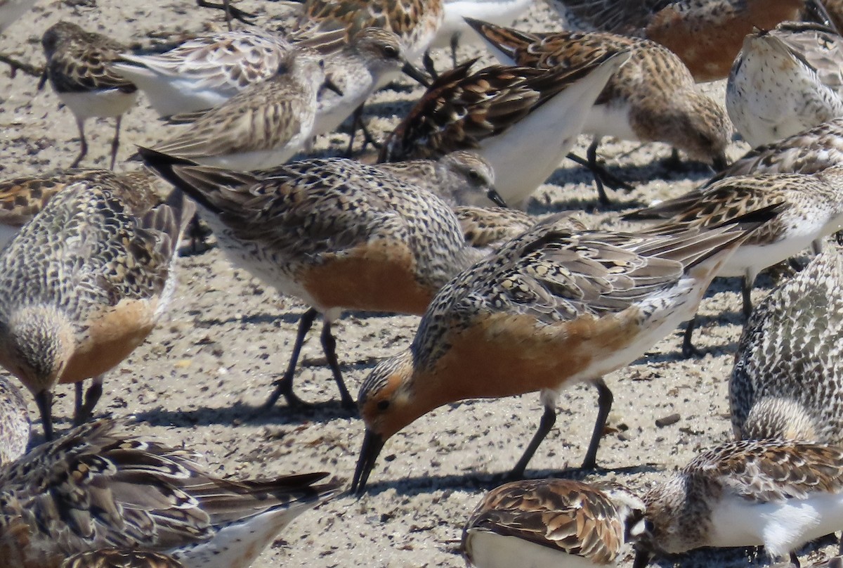 Red Knot - Marcy Harrison