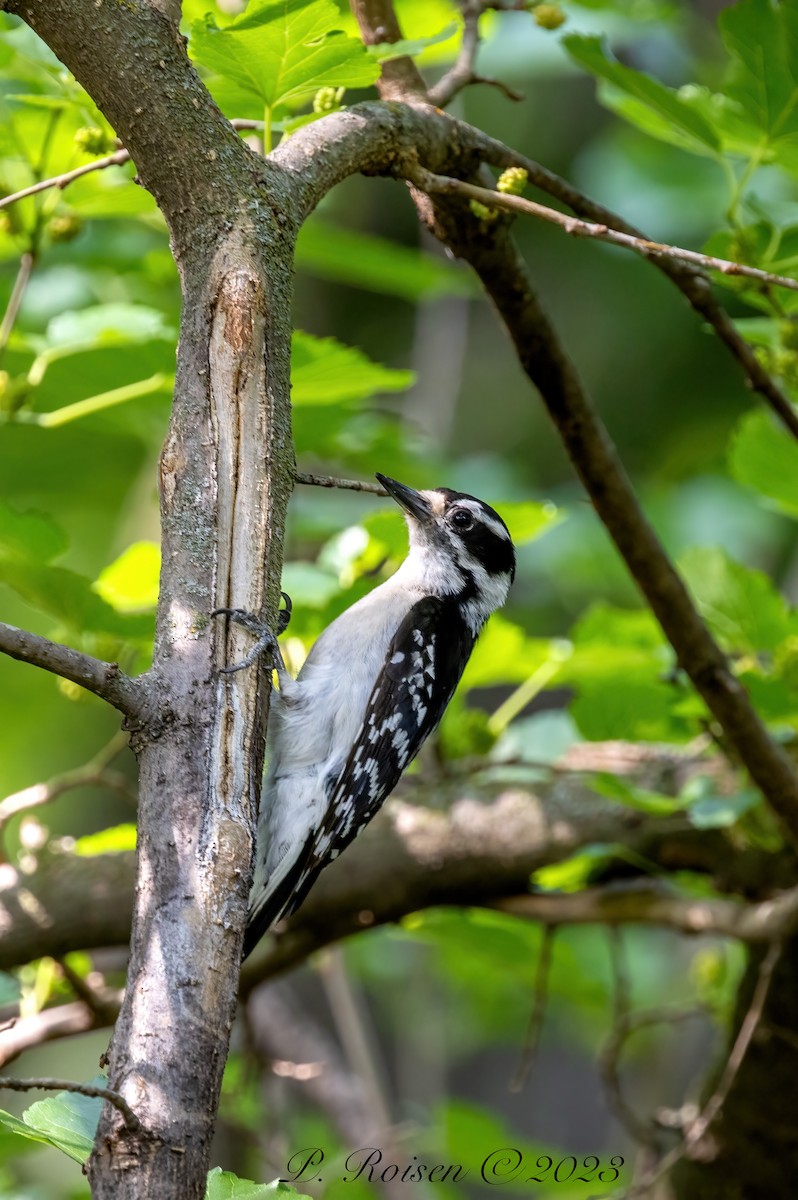 Downy Woodpecker - Paul Roisen