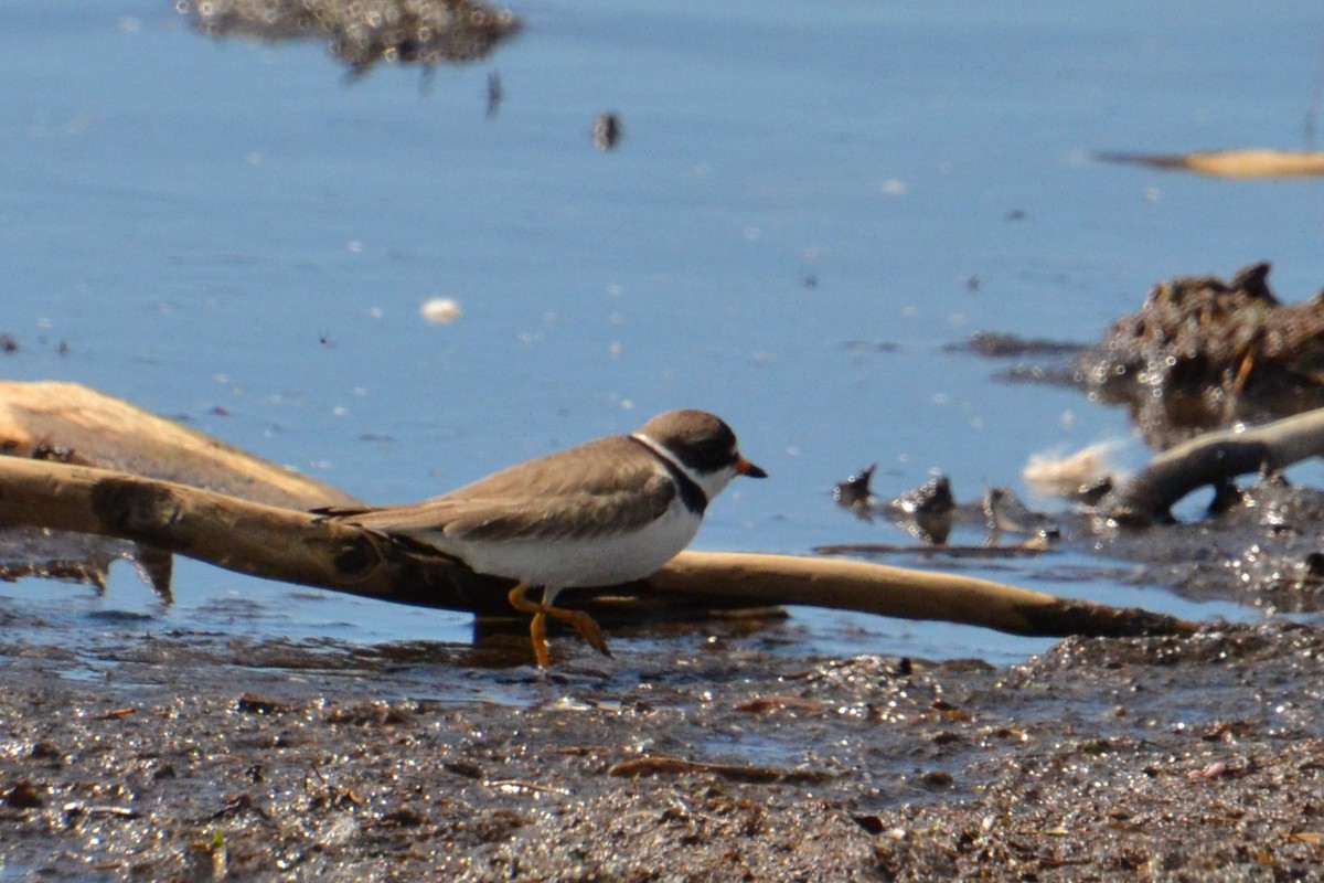 Semipalmated Plover - Ted Armstrong