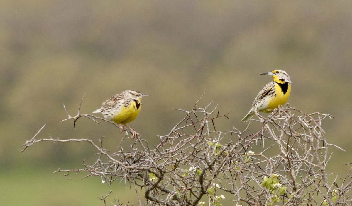 Western Meadowlark - Jay & Judy Anderson