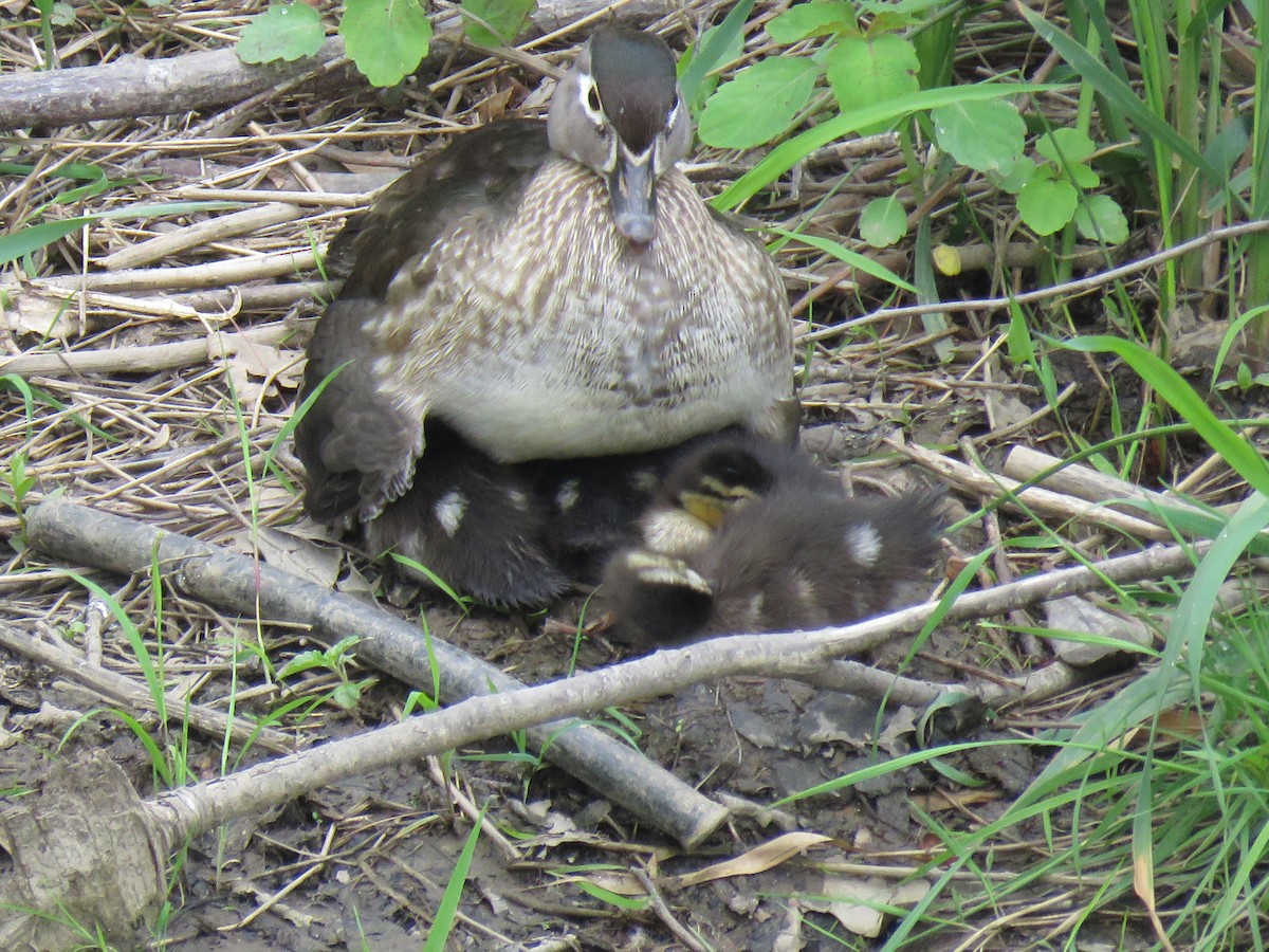 Wood Duck - ML619512163