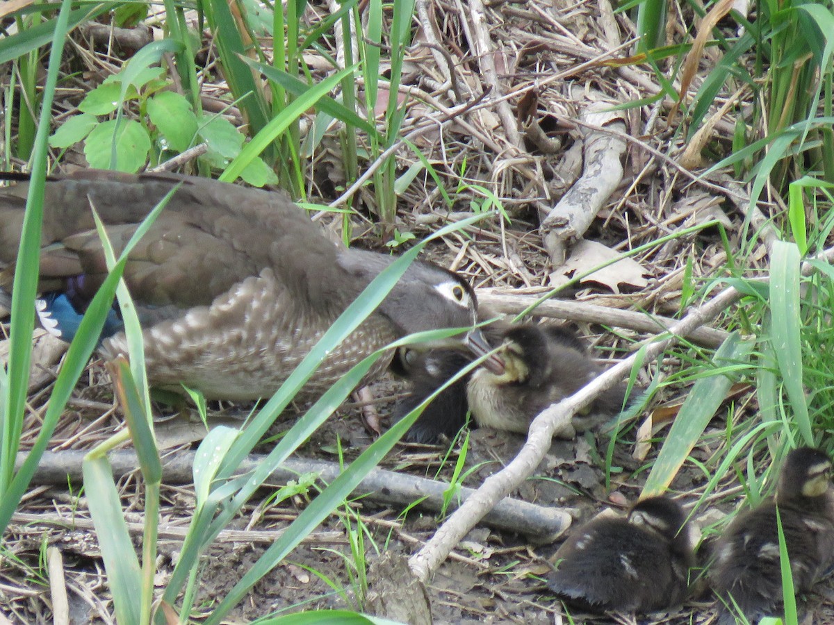 Wood Duck - ML619512164