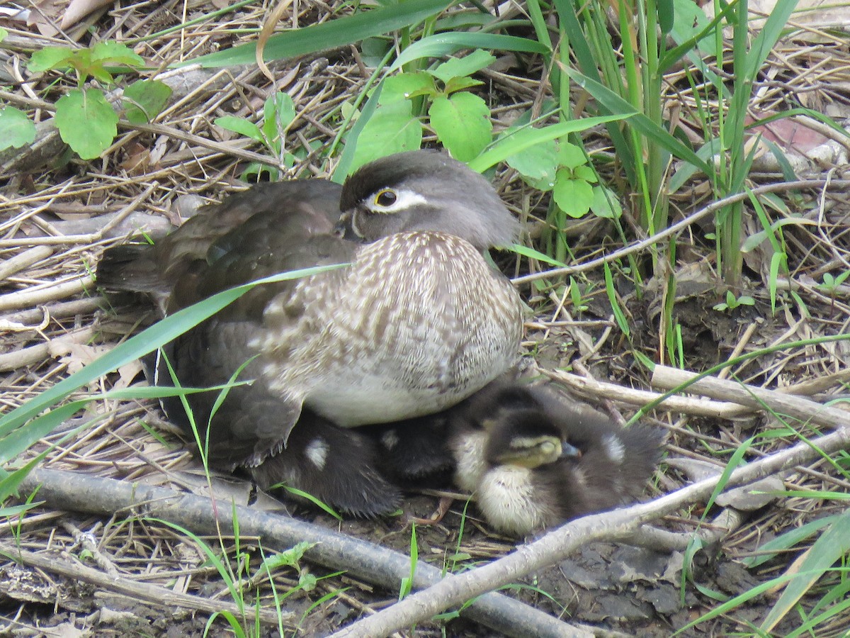 Wood Duck - ML619512165