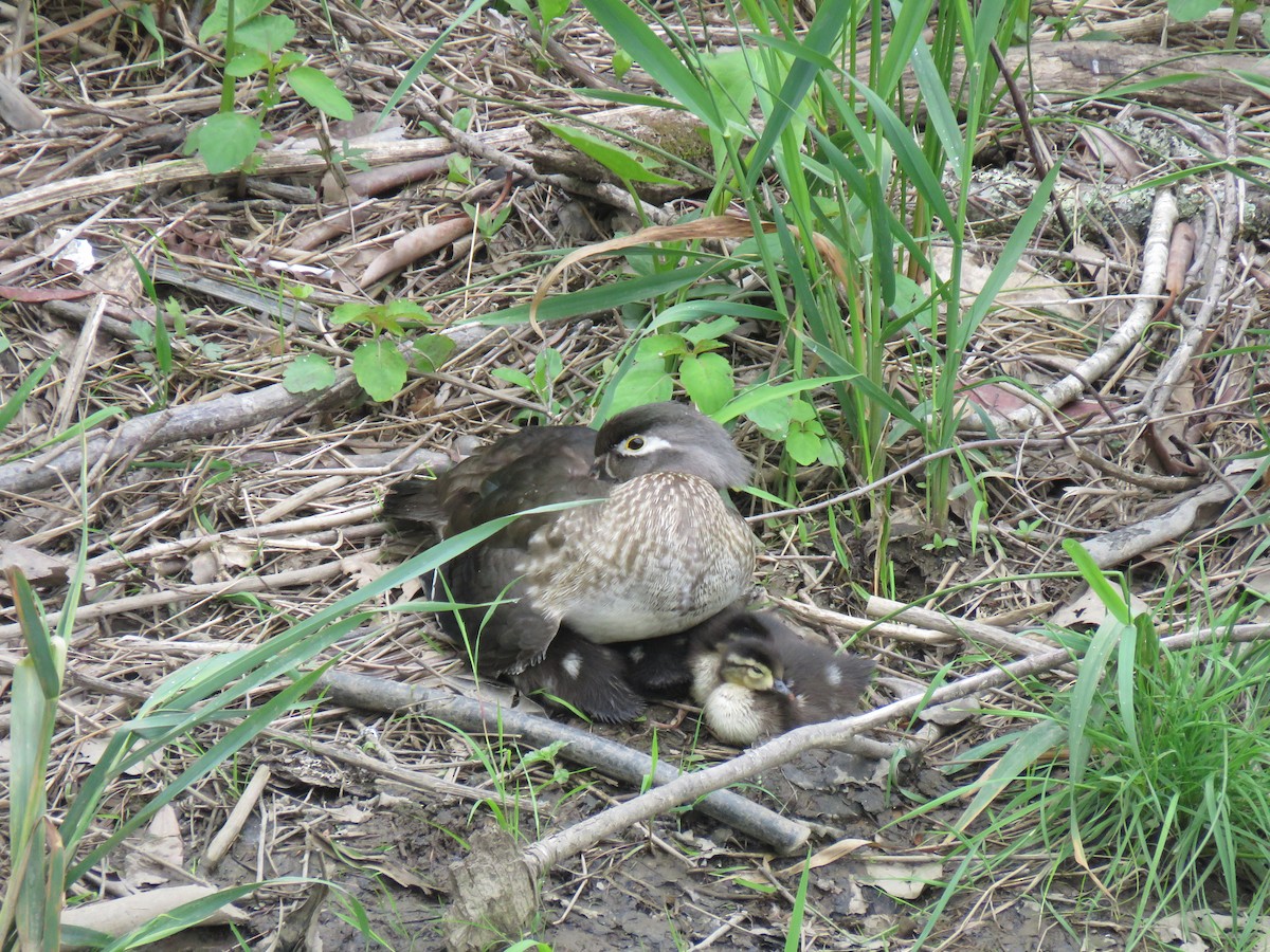 Wood Duck - ML619512166