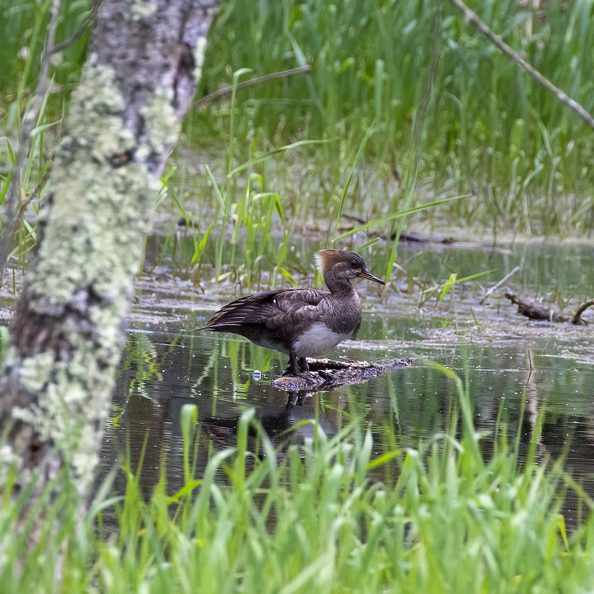 Hooded Merganser - ML619512167