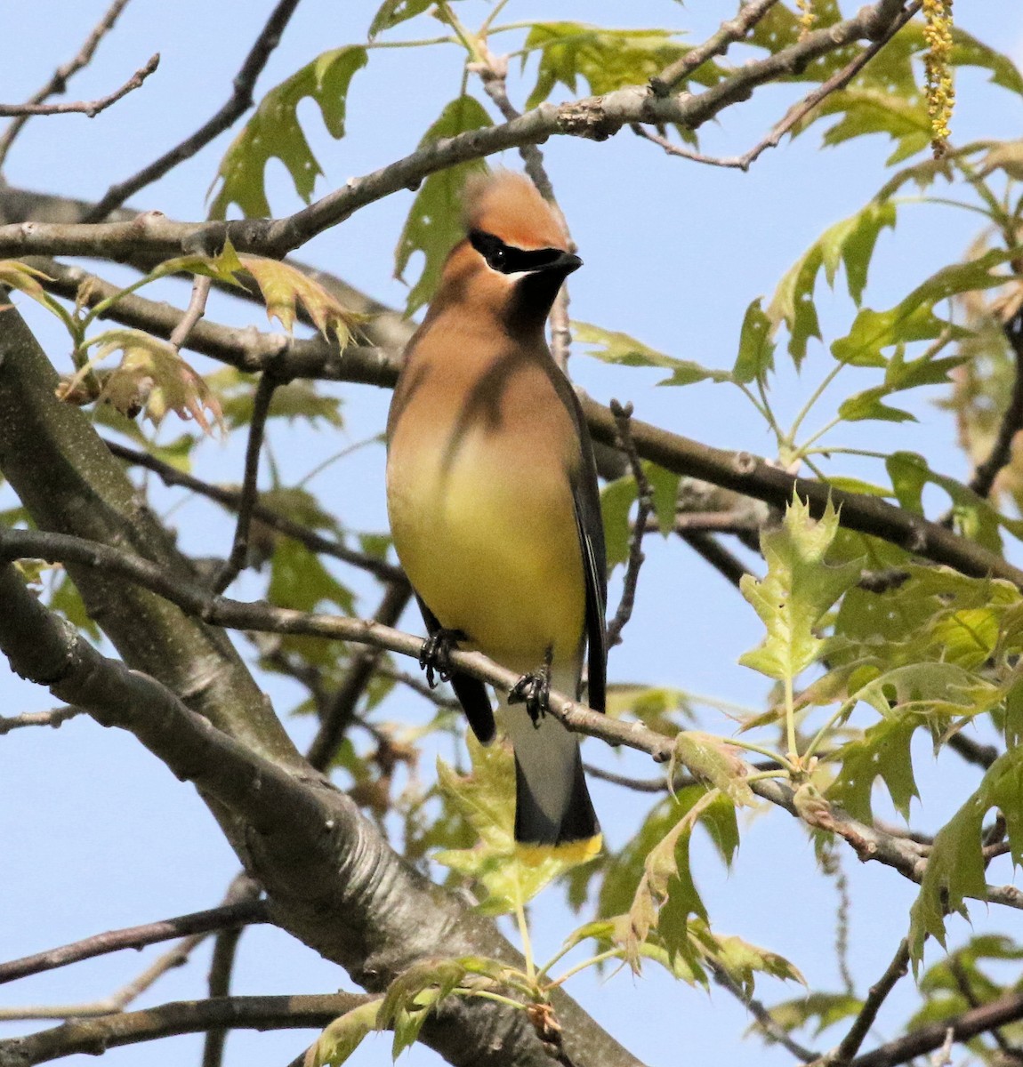 Cedar Waxwing - Kernan Bell