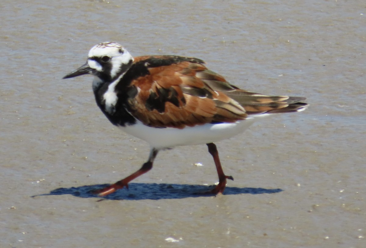 Ruddy Turnstone - Marcy Harrison