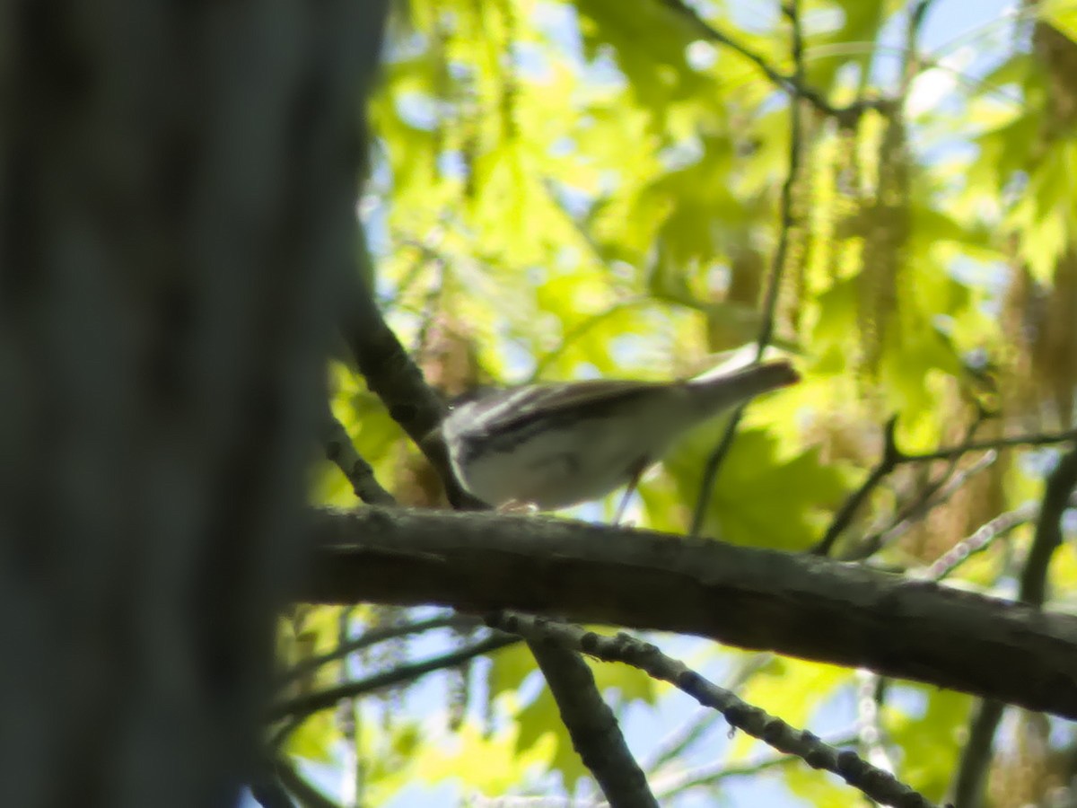 Blackpoll Warbler - Laurel Robinson