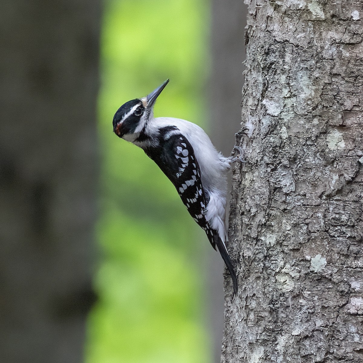 Hairy Woodpecker (Eastern) - Dan Vickers
