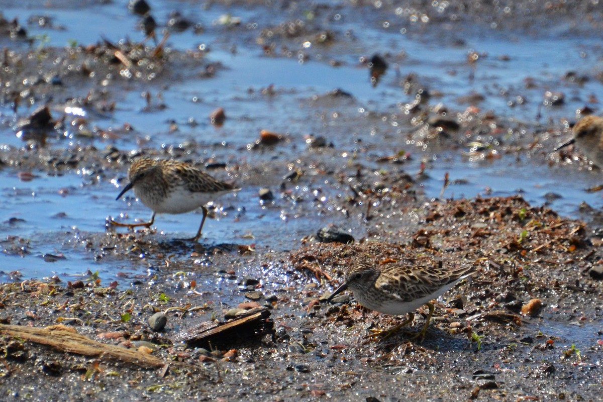 Least Sandpiper - Ted Armstrong