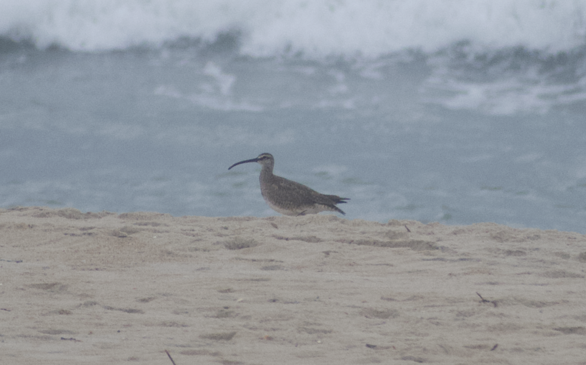 Whimbrel (Hudsonian) - Andy McGeoch 🦆