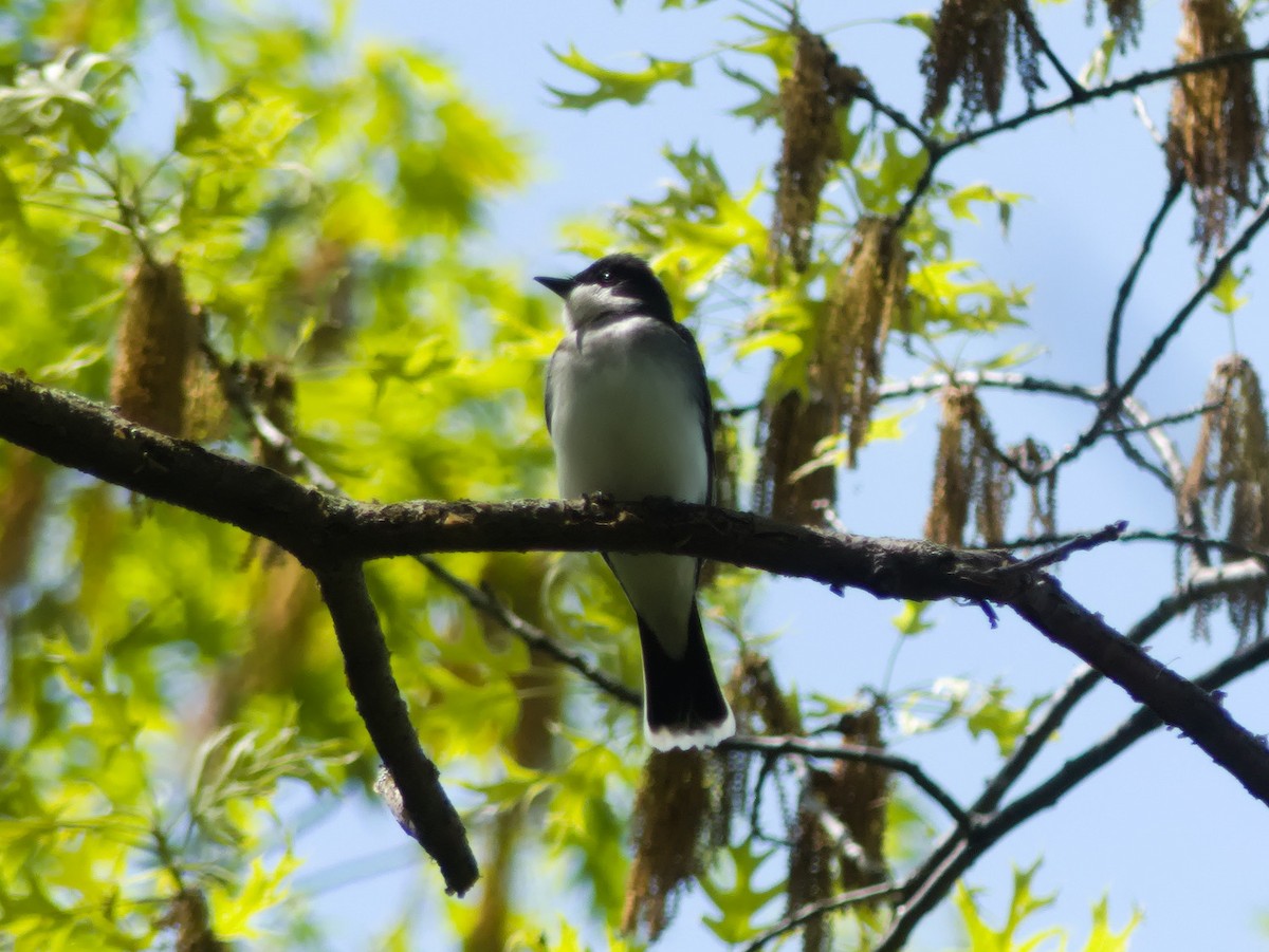 Eastern Kingbird - Laurel Robinson