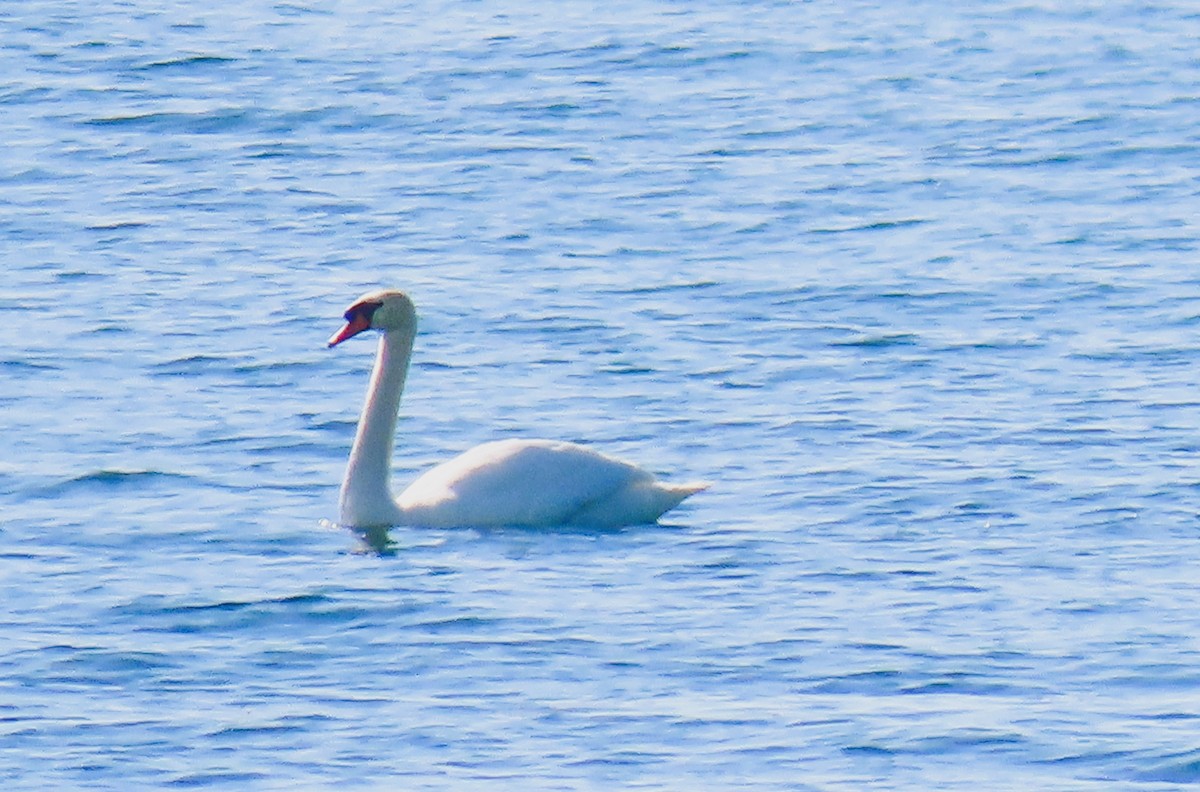 Mute Swan - Alfred Scott