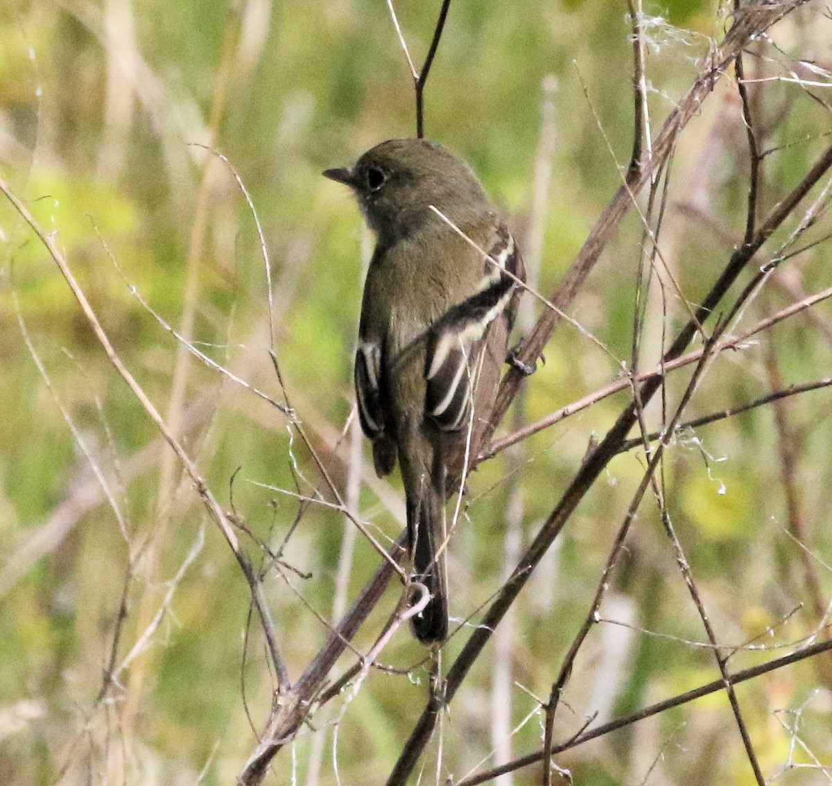 Least Flycatcher - Kernan Bell