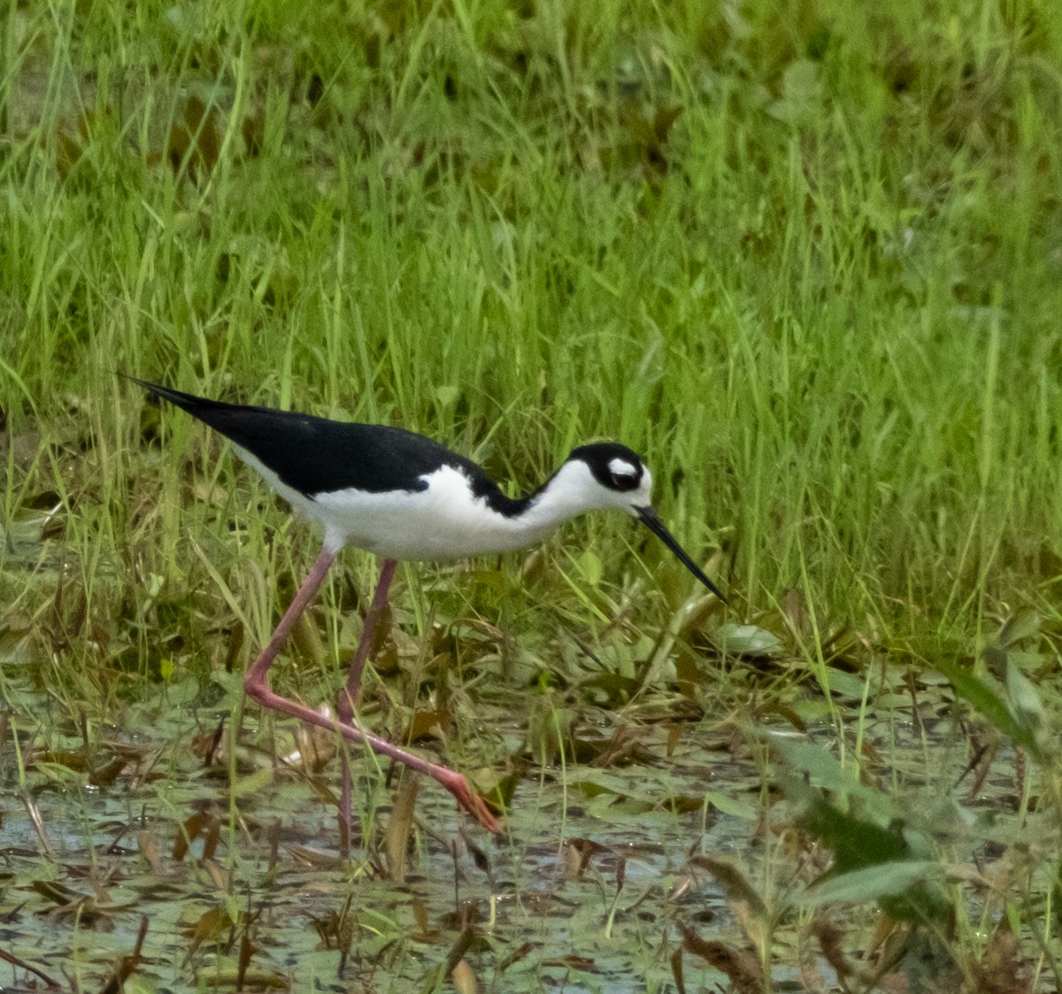 Black-necked Stilt - Tom Crowe