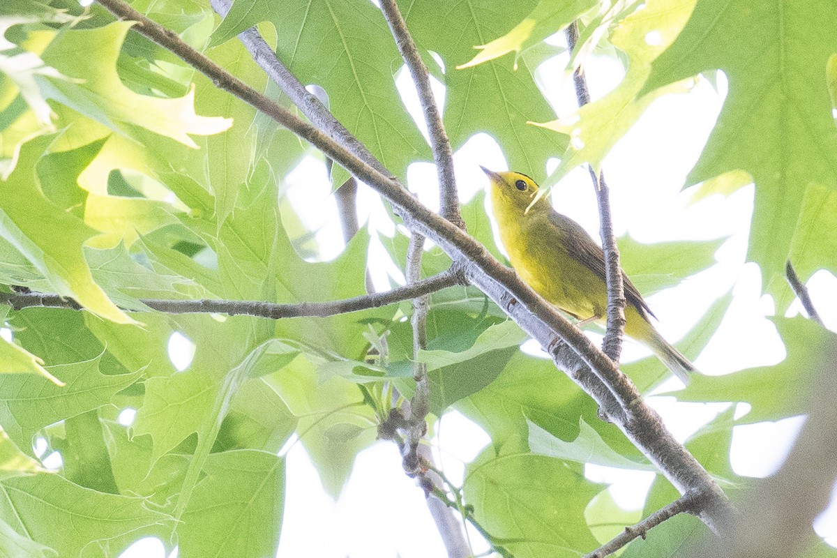 Wilson's Warbler - Ben  Lucking