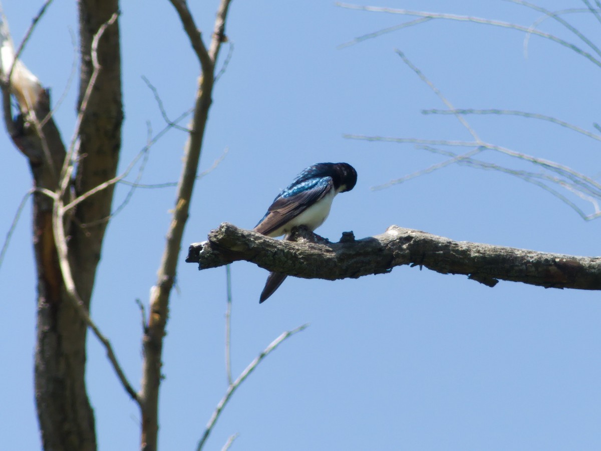 Tree Swallow - Laurel Robinson