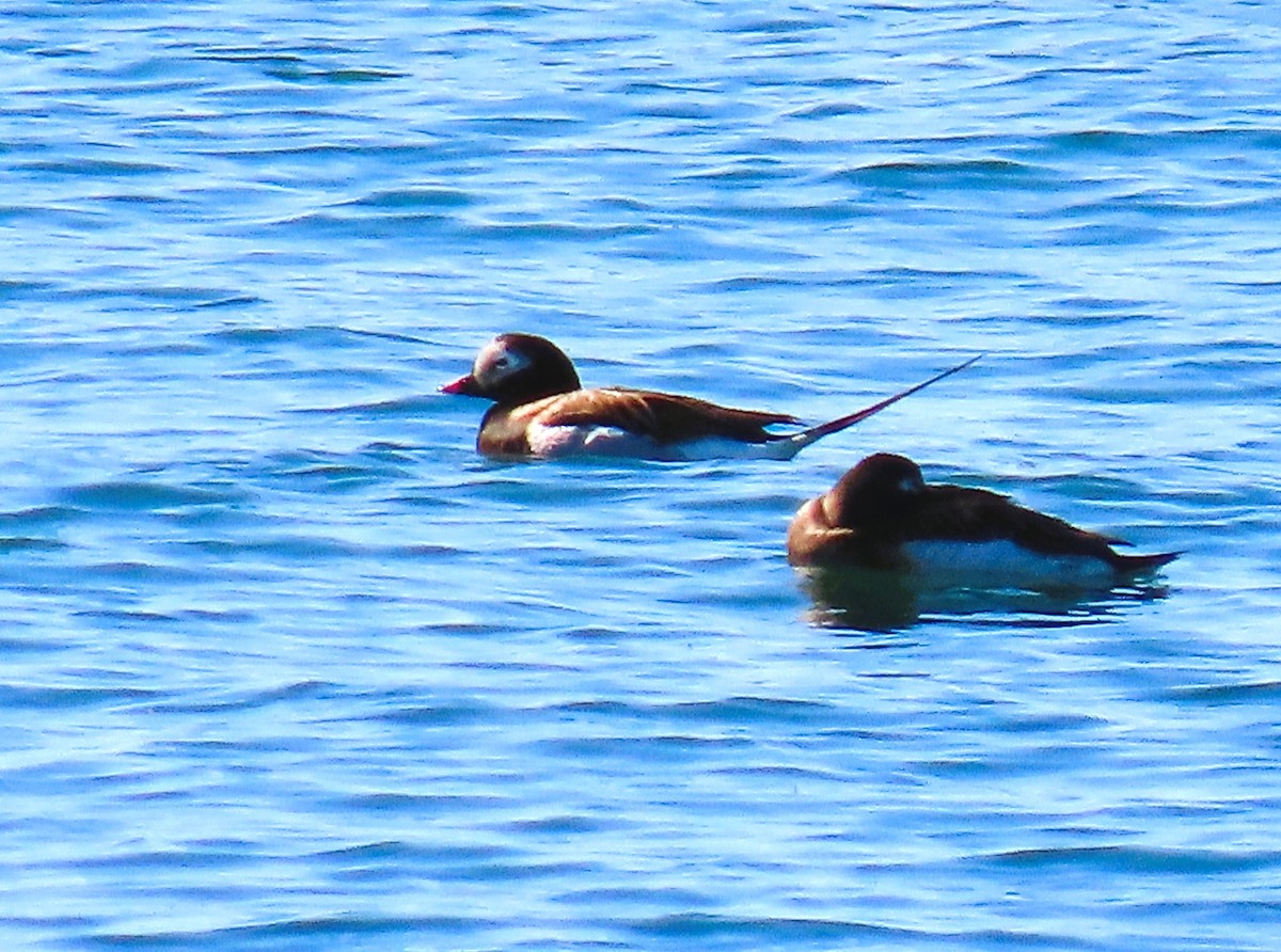 Long-tailed Duck - Alfred Scott