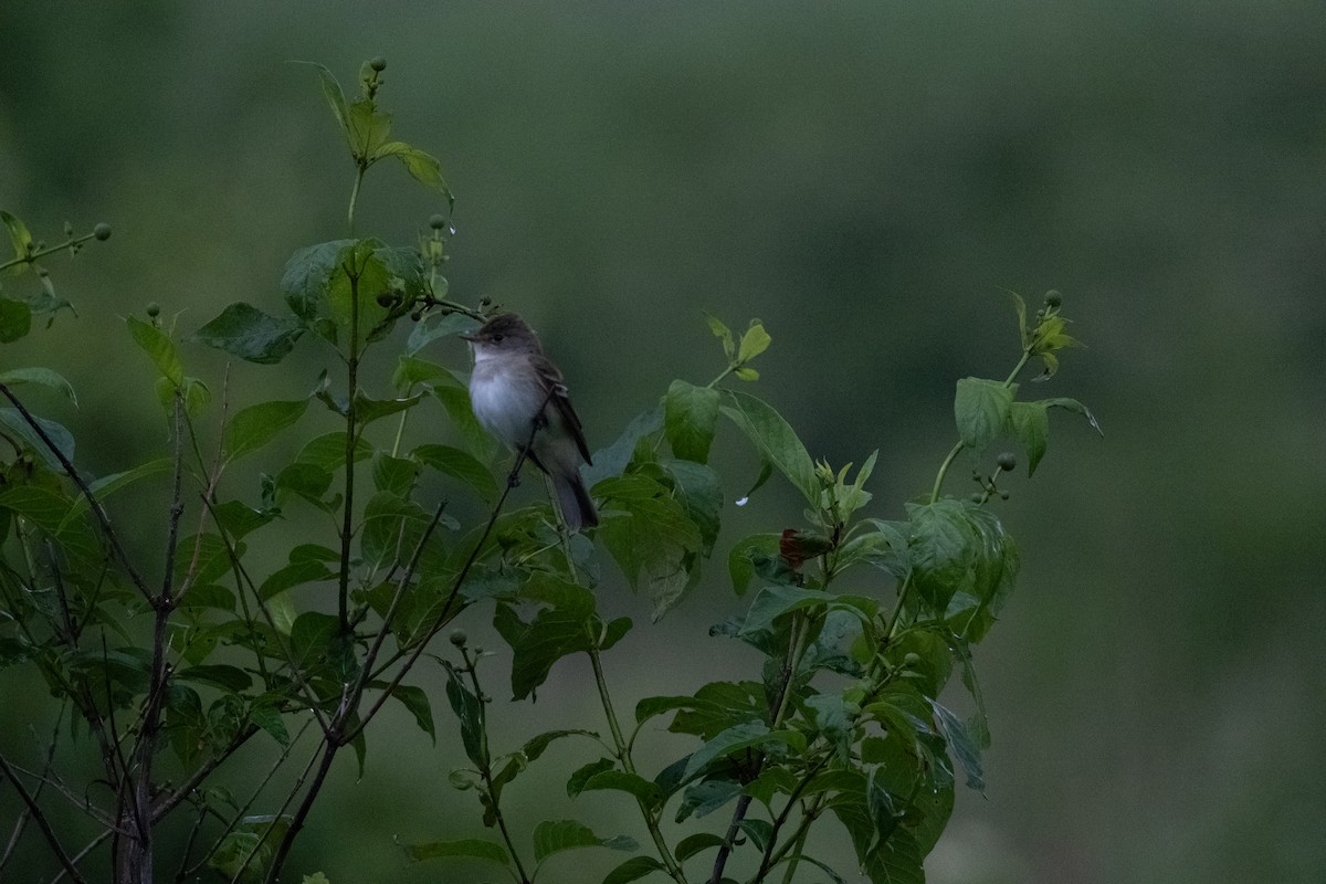 Least Flycatcher - Tom Crowe