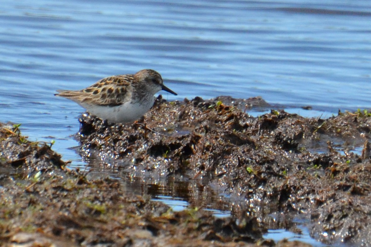 Semipalmated Sandpiper - Ted Armstrong