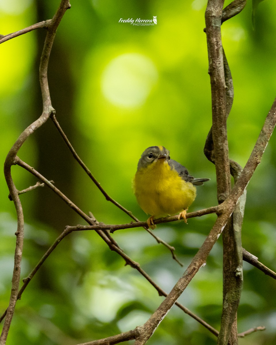 Golden-crowned Warbler - Freddy Herrera