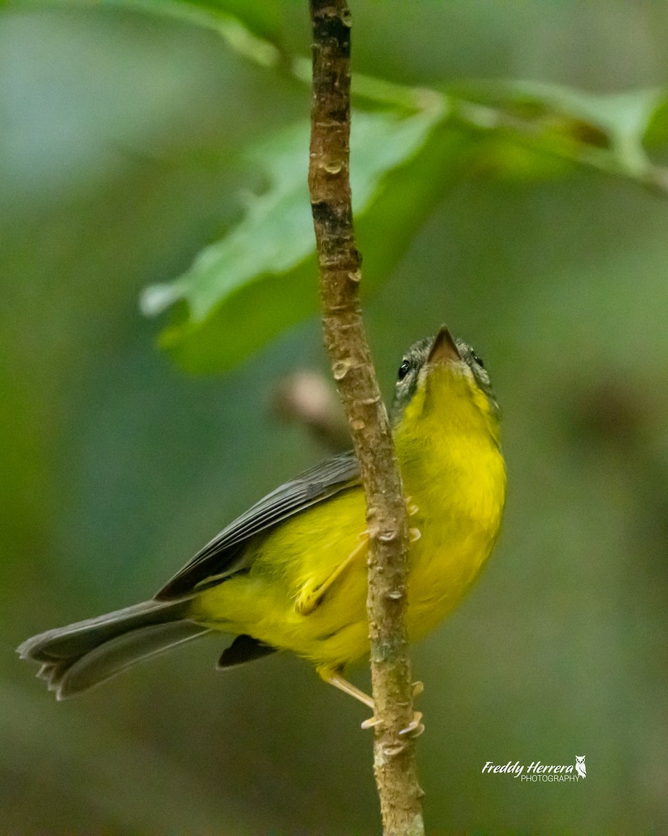 Golden-crowned Warbler - Freddy Herrera
