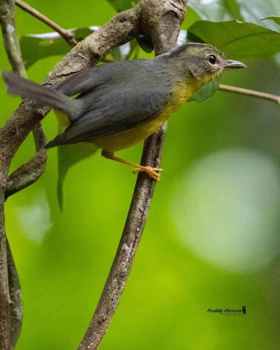 Golden-crowned Warbler - Freddy Herrera