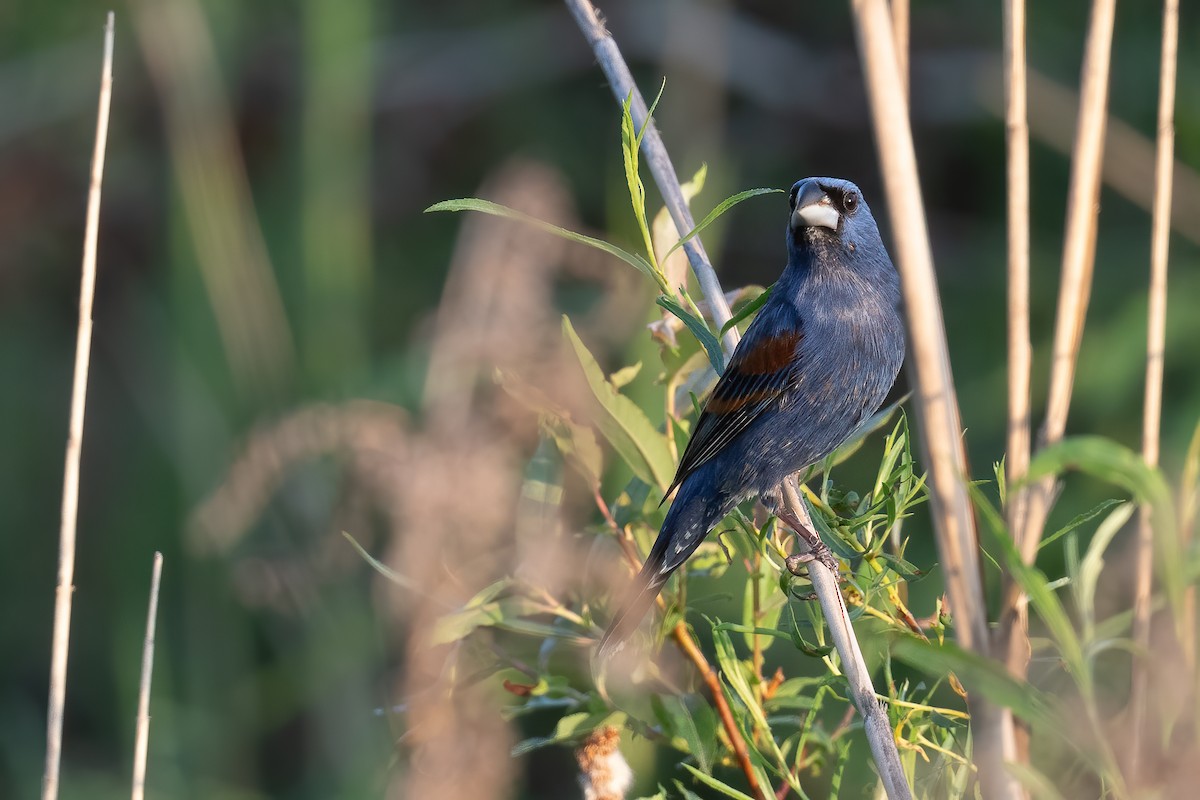 Blue Grosbeak - Ben  Lucking