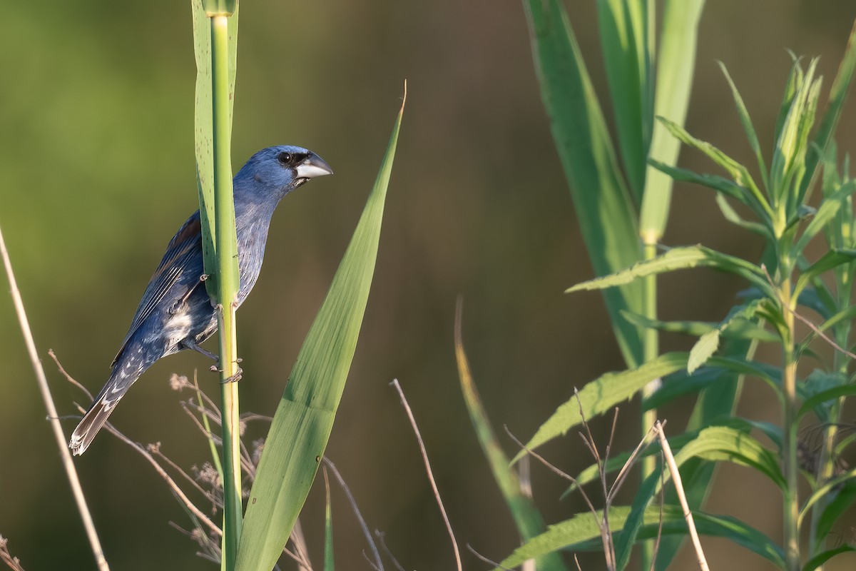 Blue Grosbeak - Ben  Lucking