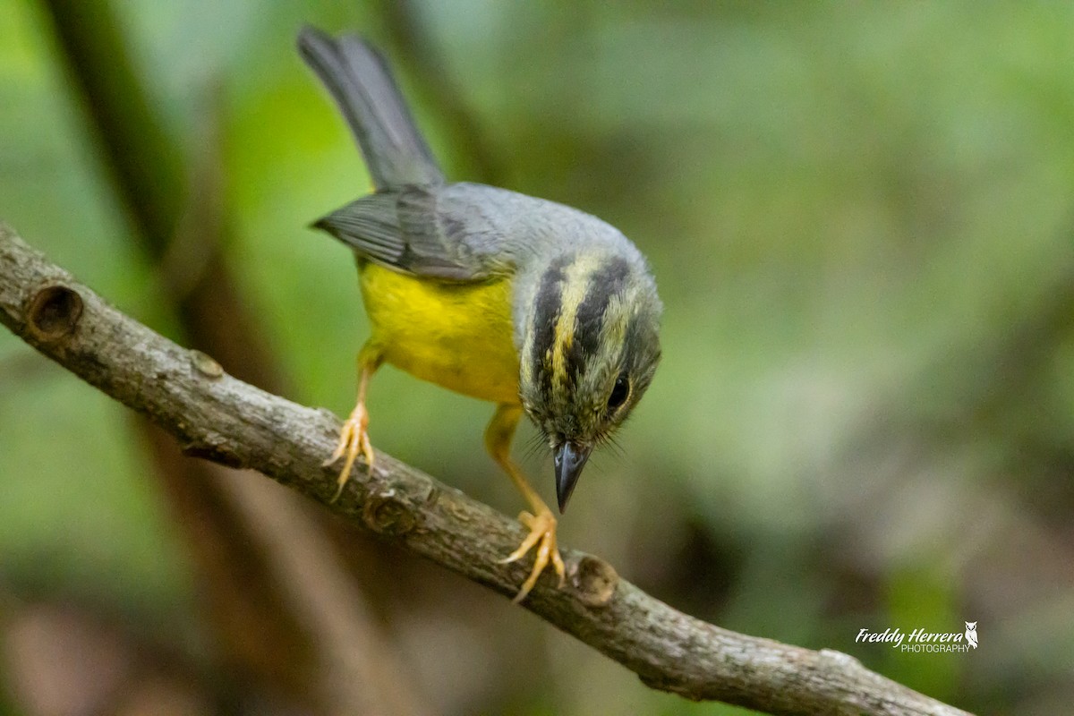 Golden-crowned Warbler - Freddy Herrera