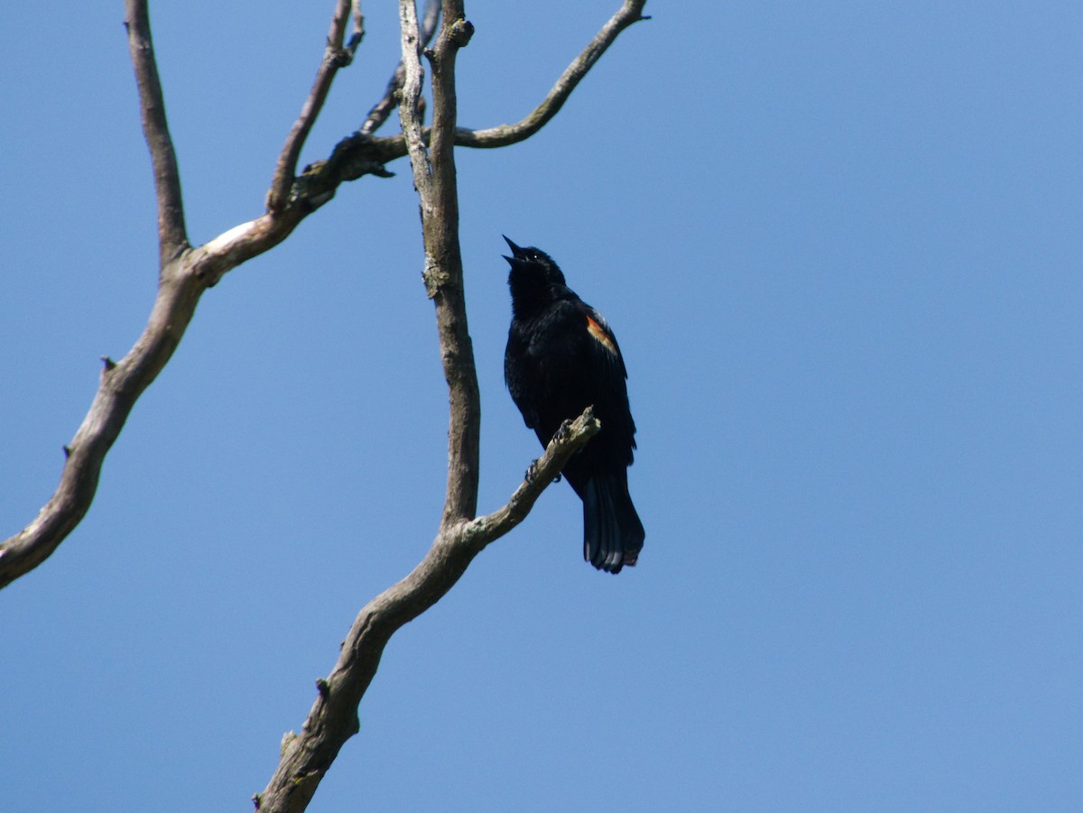 Red-winged Blackbird - ML619512222