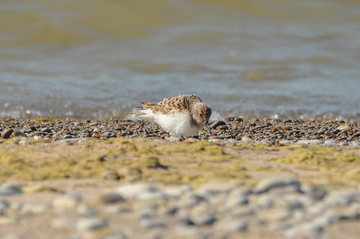 Sanderling - Sam Collins